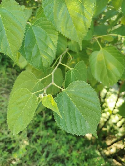 Morus celtidifolia, photographed by Juan Carlos Pérez Magaña