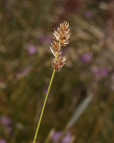 Carex praegracilis, photographed by Steve Matson