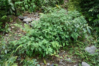 Tubocapsicum anomalum, photographed by 國立臺灣博物館
