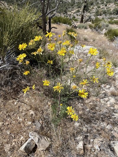 Hymenoxys cooperi, photographed by Matt Berger