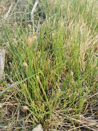 Eleocharis rostellata, photographed by M. Socorro González Elizondo