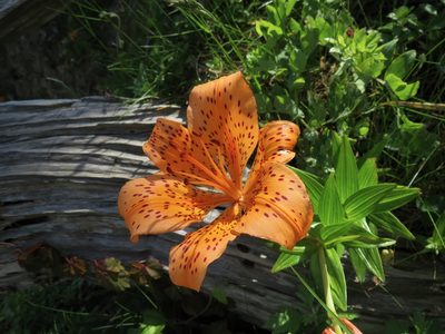 Lilium maculatum, photographed by Marco Mussita
