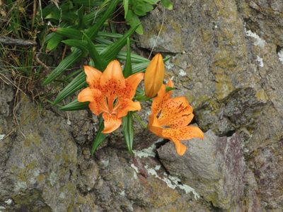 Lilium maculatum, photographed by Marco Mussita