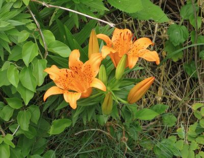 Lilium maculatum, photographed by Marco Mussita