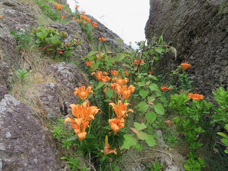 Lilium maculatum, photographed by Marco Mussita