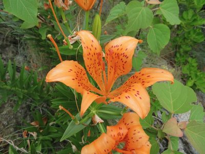 Lilium maculatum, photographed by Marco Mussita