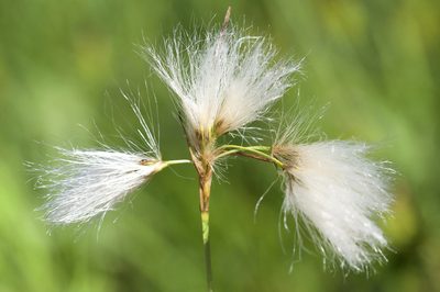 Eriophorum viridicarinatum, photographed by Owen Strickland