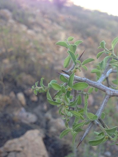 Condalia correllii, photographed by Oscar C. González Martínez
