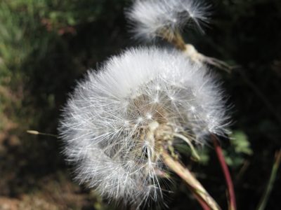 Agoseris grandiflora, photographed by Alby Penney