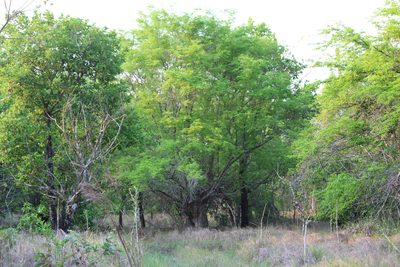 Haematoxylum campechianum, photographed by Tereso Hernández Morales