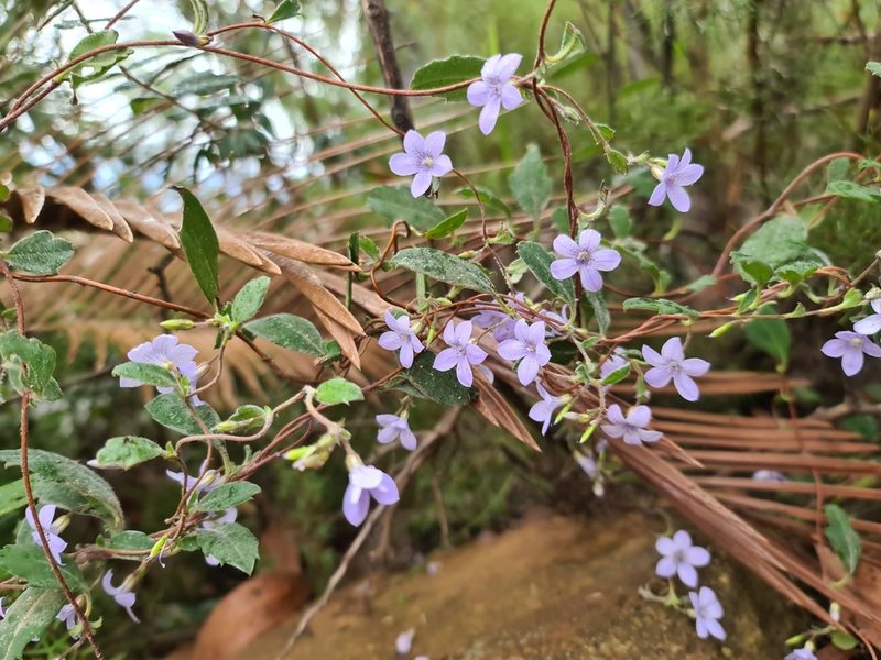 Marianthus tenuis, photographed by Cal Wood
