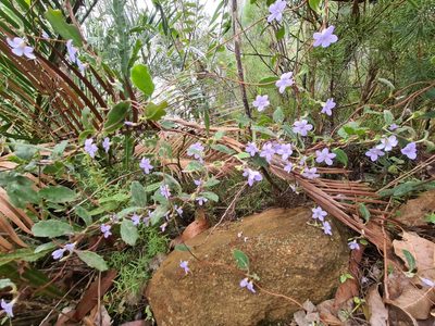 Marianthus tenuis, photographed by Cal Wood