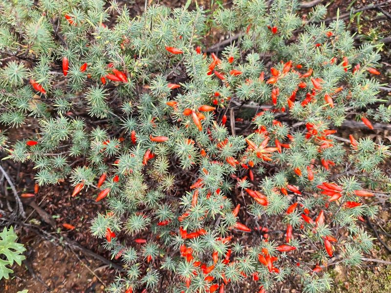 Styphelia tortifolia, photographed by Cal Wood