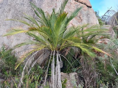 Macrozamia riedlei, photographed by Cal Wood
