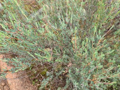 Verticordia plumosa, photographed by Cal Wood