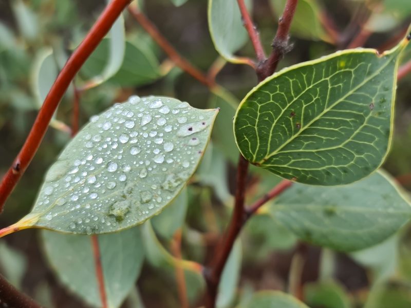 Hakea petiolaris, photographed by Cal Wood