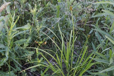 Carex alopecoidea, photographed by Quinten Wiegersma