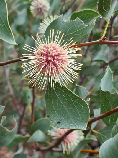 Hakea petiolaris, photographed by Cal Wood