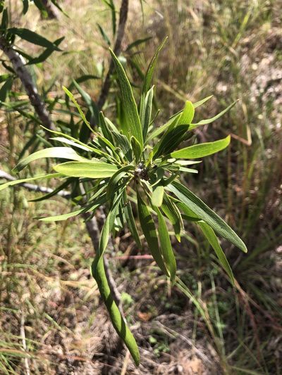 Dolichandrone alternifolia, photographed by elawrey