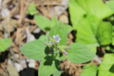 Draperia systyla, photographed by Brandon Wheeler