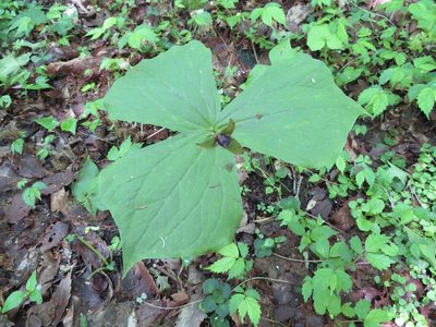 Trillium apetalon, photographed by Marco Mussita