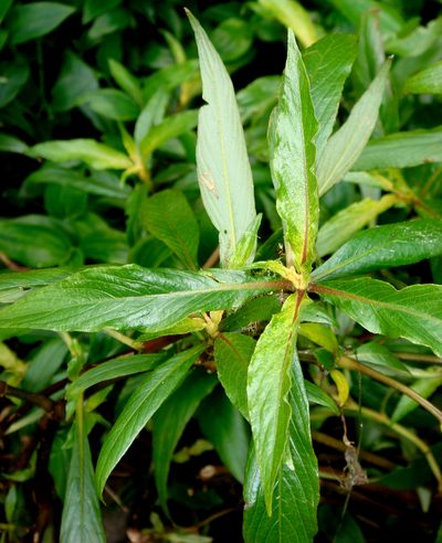 Hygrophila ringens, photographed by Peter de Lange