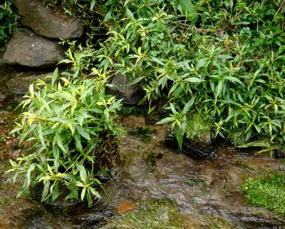 Hygrophila ringens, photographed by Peter de Lange