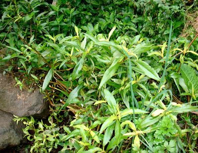 Hygrophila ringens, photographed by Peter de Lange