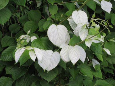 Actinidia polygama, photographed by Marco Mussita