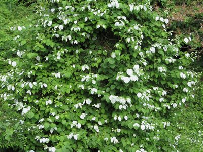 Actinidia polygama, photographed by Marco Mussita