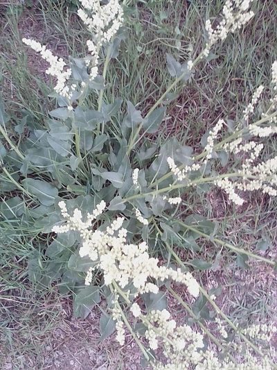 Beta trigyna, photographed by Михаил Орлов