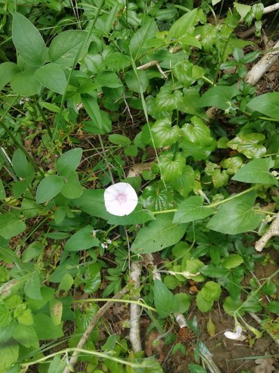 Convolvulus betonicifolius, photographed by Екатерина Кропочева