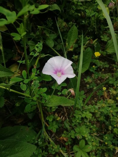 Convolvulus betonicifolius, photographed by Екатерина Кропочева
