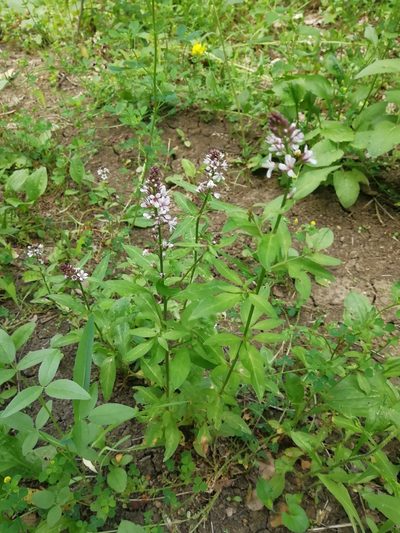 Lysimachia dubia, photographed by Екатерина Кропочева