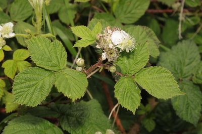 Rubus horrefactus, photographed by Stephen James McWilliam