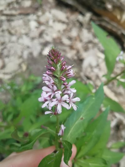 Lysimachia dubia, photographed by Екатерина Кропочева
