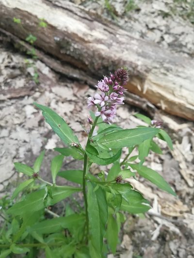 Lysimachia dubia, photographed by Екатерина Кропочева
