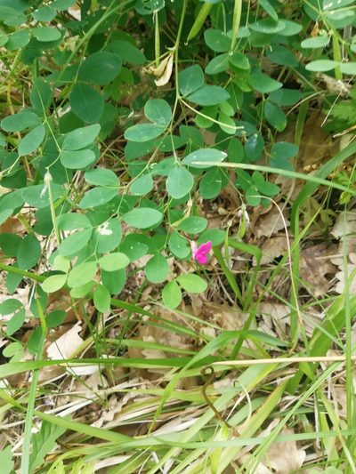 Lathyrus roseus, photographed by Екатерина Кропочева