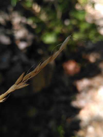 Achnatherum paradoxum, photographed by Yves Bas