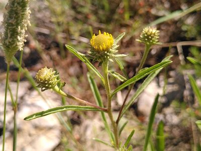 Jasonia tuberosa, photographed by Yves Bas