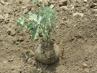 Jatropha cathartica