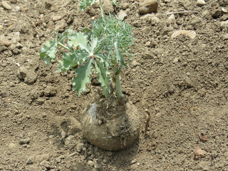 Jatropha cathartica, photographed by Alexis López Hernández