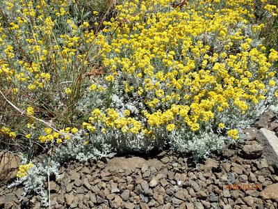 Helichrysum trilineatum, photographed by Peter Warren
