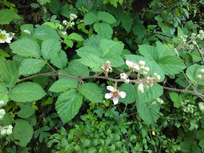 Rubus vestitus, photographed by Thierry Helminger