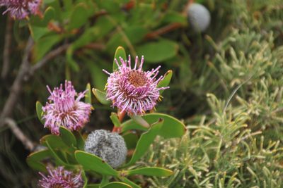 Isopogon cuneatus, photographed by Em Lamond