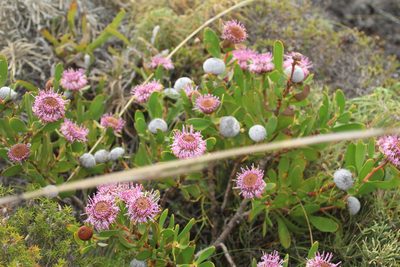 Isopogon cuneatus, photographed by Em Lamond