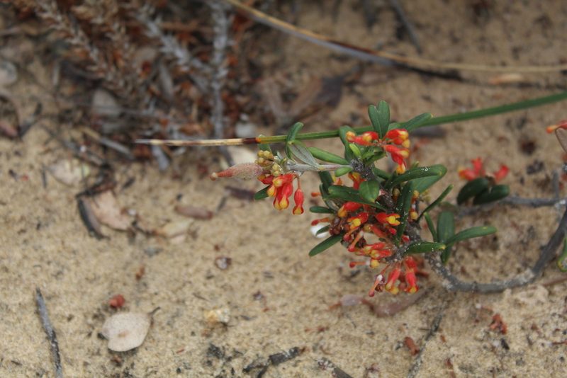 Grevillea fasciculata, photographed by Em Lamond