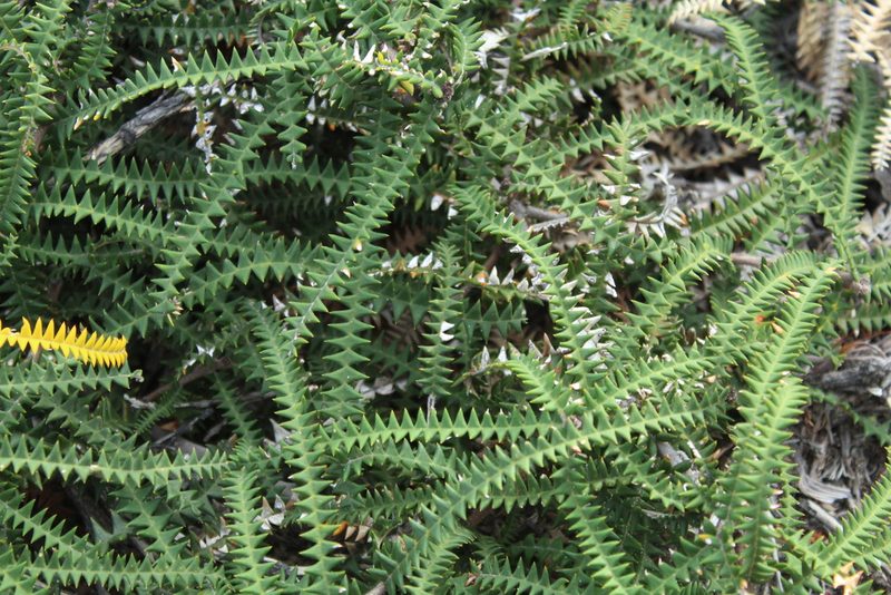 Banksia dryandroides, photographed by Em Lamond