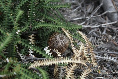 Banksia dryandroides, photographed by Em Lamond