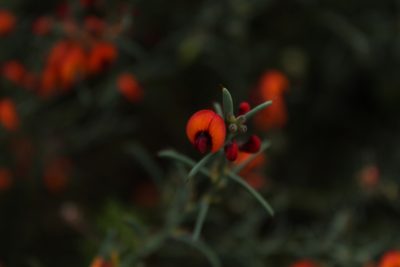 Daviesia incrassata, photographed by Em Lamond